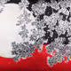 Collection of Japanese cherry blossoms
