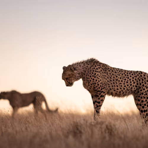 Open Editions by Byron Grobler