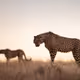 Open Editions by Byron Grobler