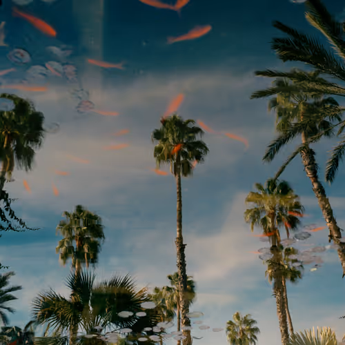 Invincible Summer V2