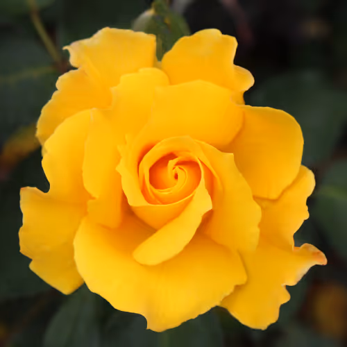 Flowers Collection - G5We6v6FBX