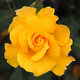Flowers Collection - G5We6v6FBX