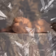 Encased Grace 