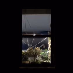 WINDOW 223