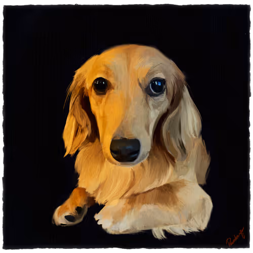 Airdrops & Commissions