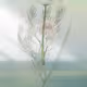 Botanical Study #1