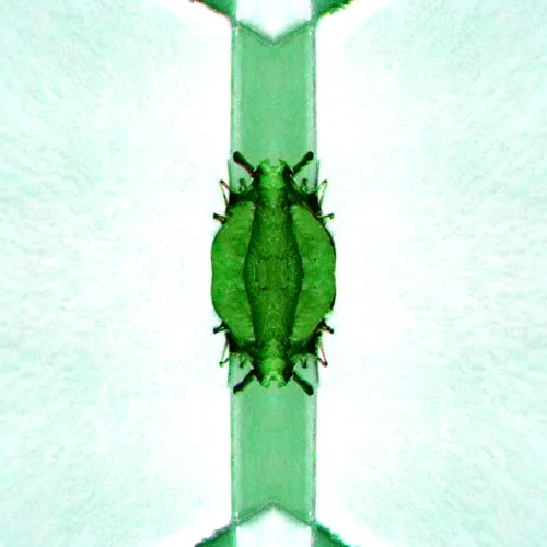Glitchbug Locked