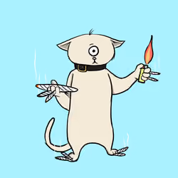 Blazed Cat #9512