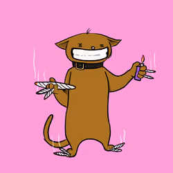 Blazed Cat #9309