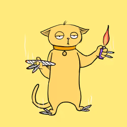 Blazed Cat #1337
