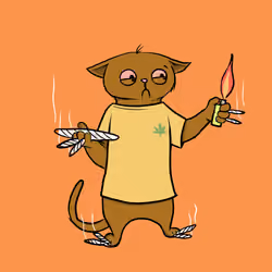 Blazed Cat #2706