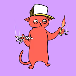 Blazed Cat #5038