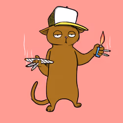 Blazed Cat #6565