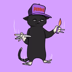 Blazed Cat #5801