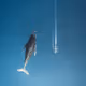 An Aerial Adventure