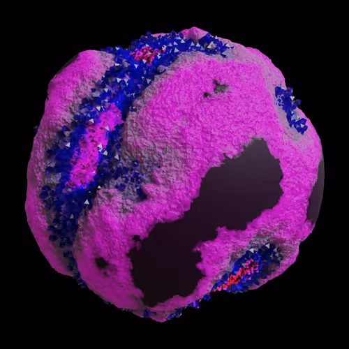Asm Gen Ii Brains