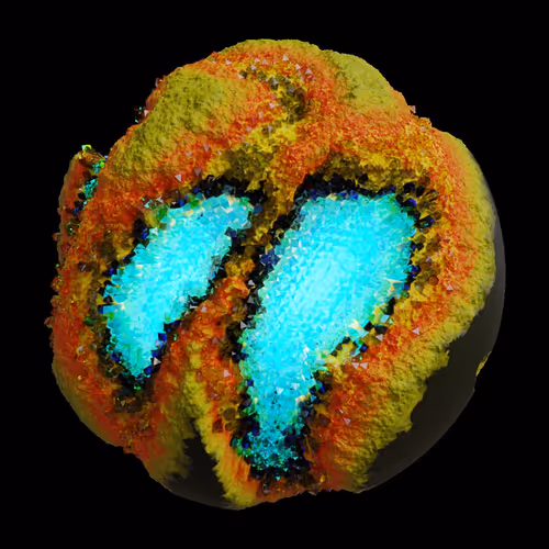 Asm Gen Ii Brains