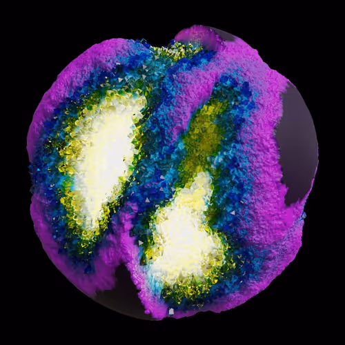 Asm Gen Ii Brains