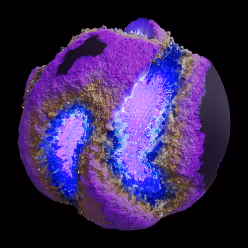 Asm Gen Ii Brains
