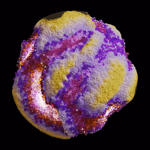 Asm Gen Ii Brains