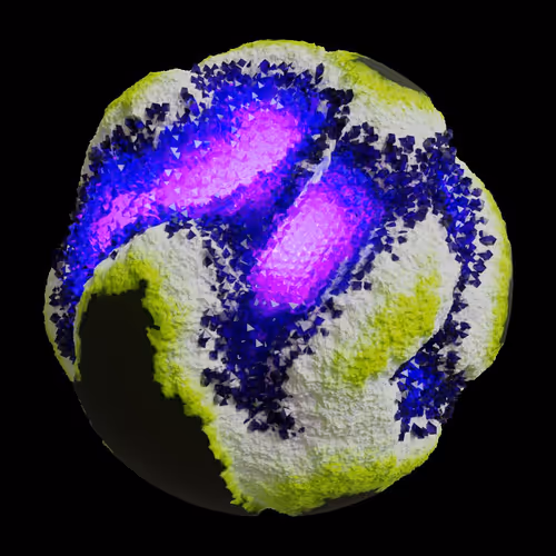 Asm Gen Ii Brains