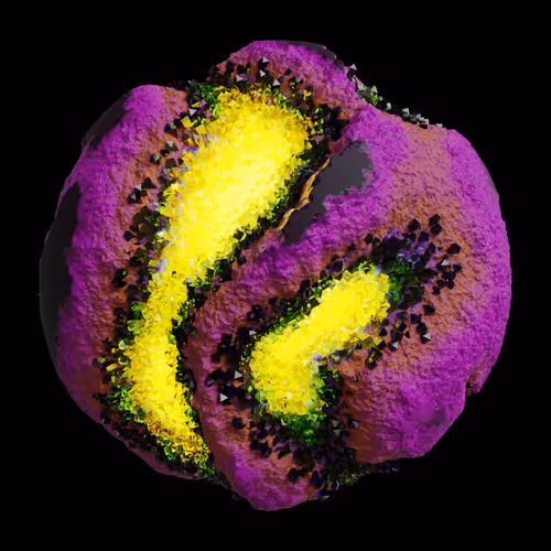Asm Gen Ii Brains