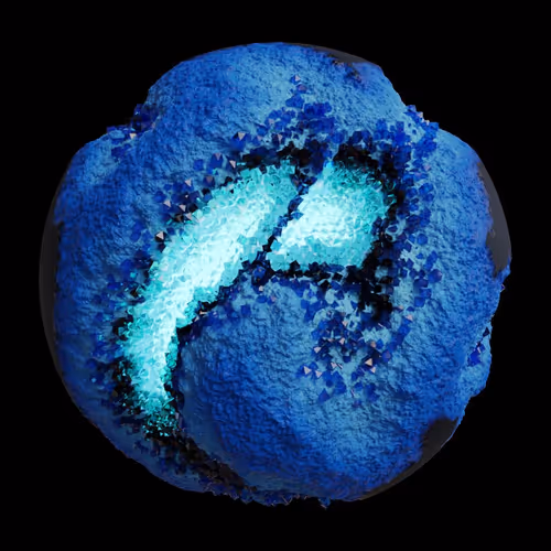 Asm Gen Ii Brains