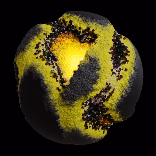 Asm Gen Ii Brains