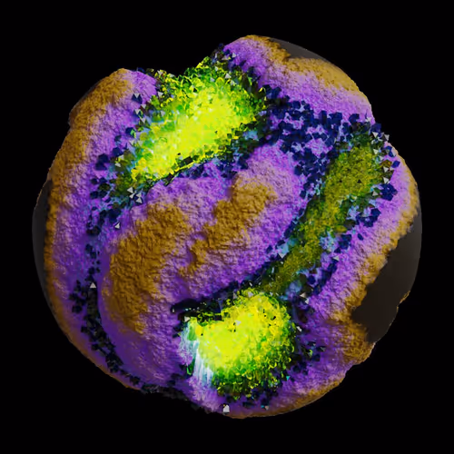 Asm Gen Ii Brains