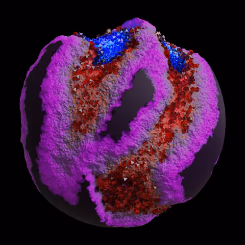 Asm Gen Ii Brains