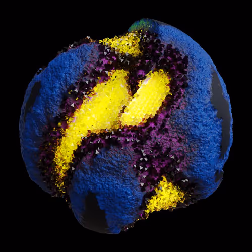 Asm Gen Ii Brains