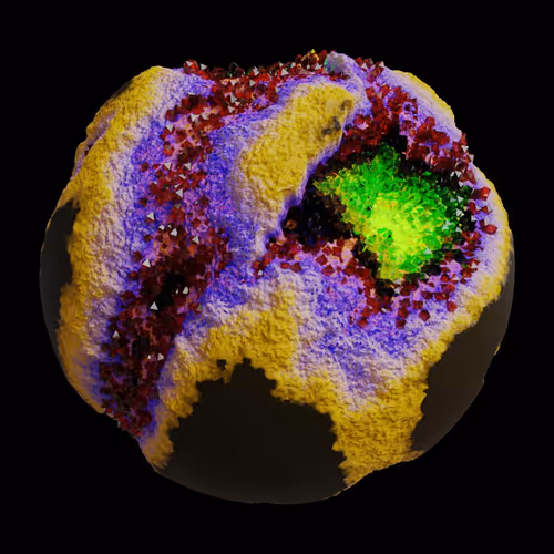 Asm Gen Ii Brains