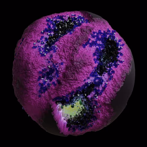Asm Gen Ii Brains
