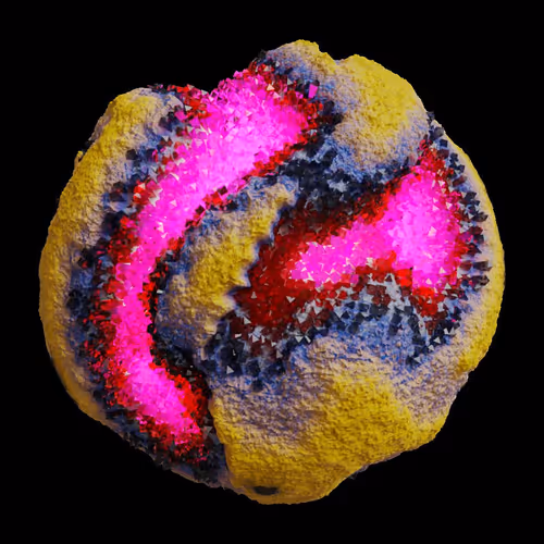 Asm Gen Ii Brains