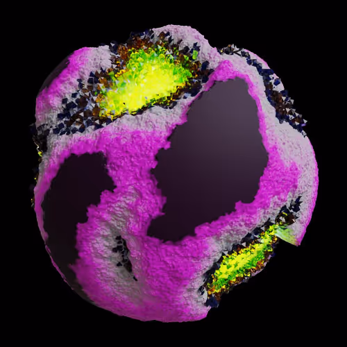 Asm Gen Ii Brains