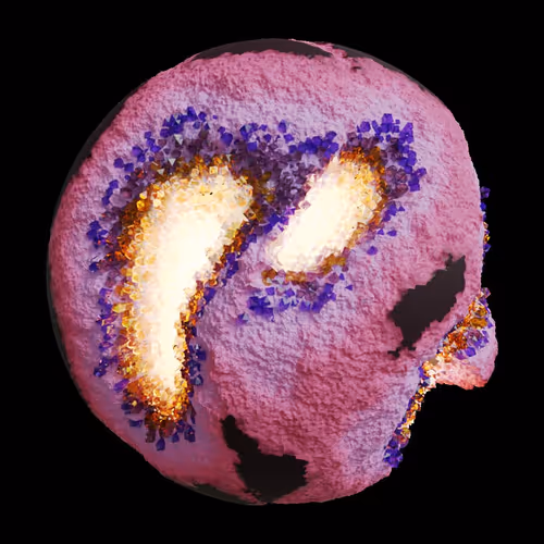 Asm Gen Ii Brains