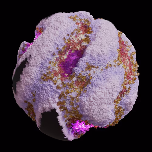Asm Gen Ii Brains