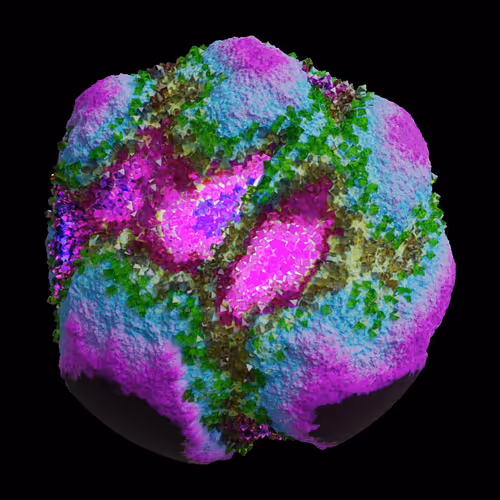 Asm Gen Ii Brains