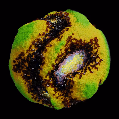 Asm Gen Ii Brains