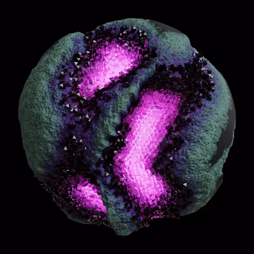 Asm Gen Ii Brains