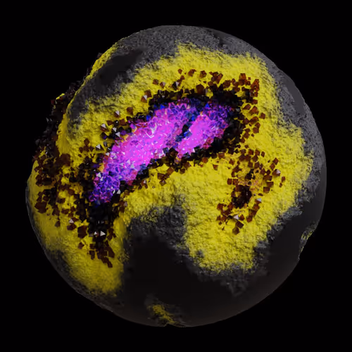 Asm Gen Ii Brains