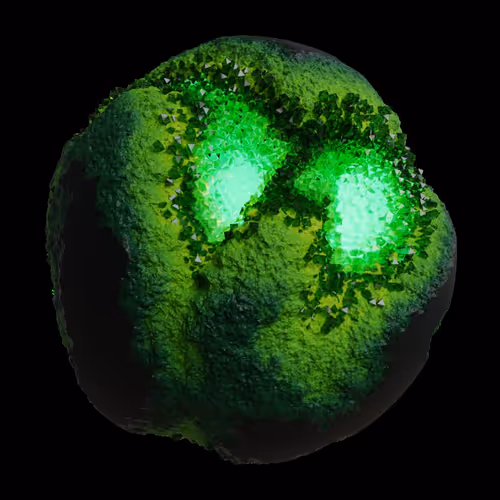 Asm Gen Ii Brains