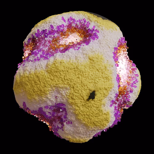 Asm Gen Ii Brains