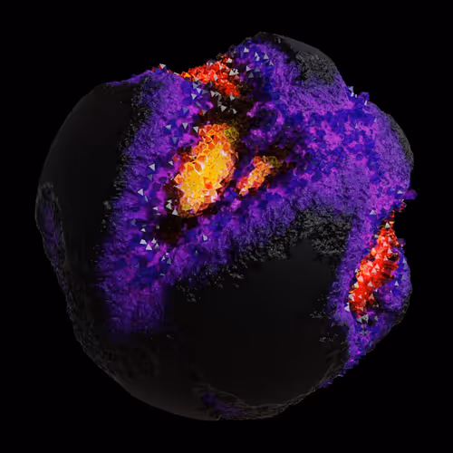 Asm Gen Ii Brains