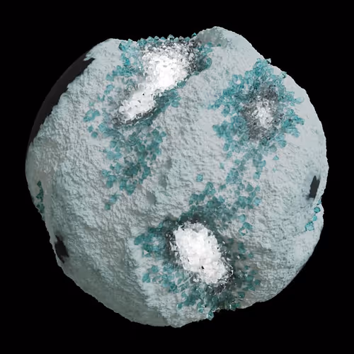 Asm Gen Ii Brains