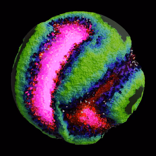 Asm Gen Ii Brains