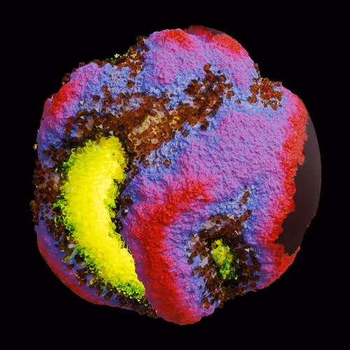 Asm Gen Ii Brains