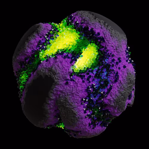 Asm Gen Ii Brains
