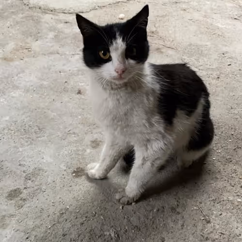 Gato 9