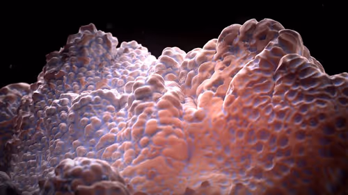 Item #78000001 Media